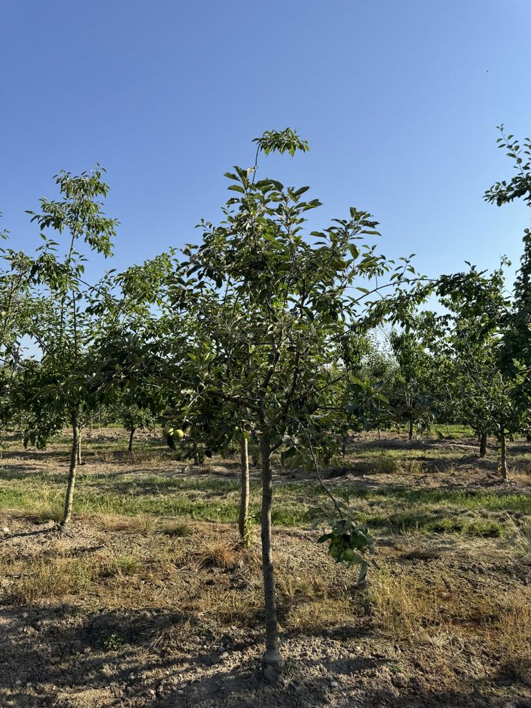 Malus domestica 'Schöner von Boskoop'