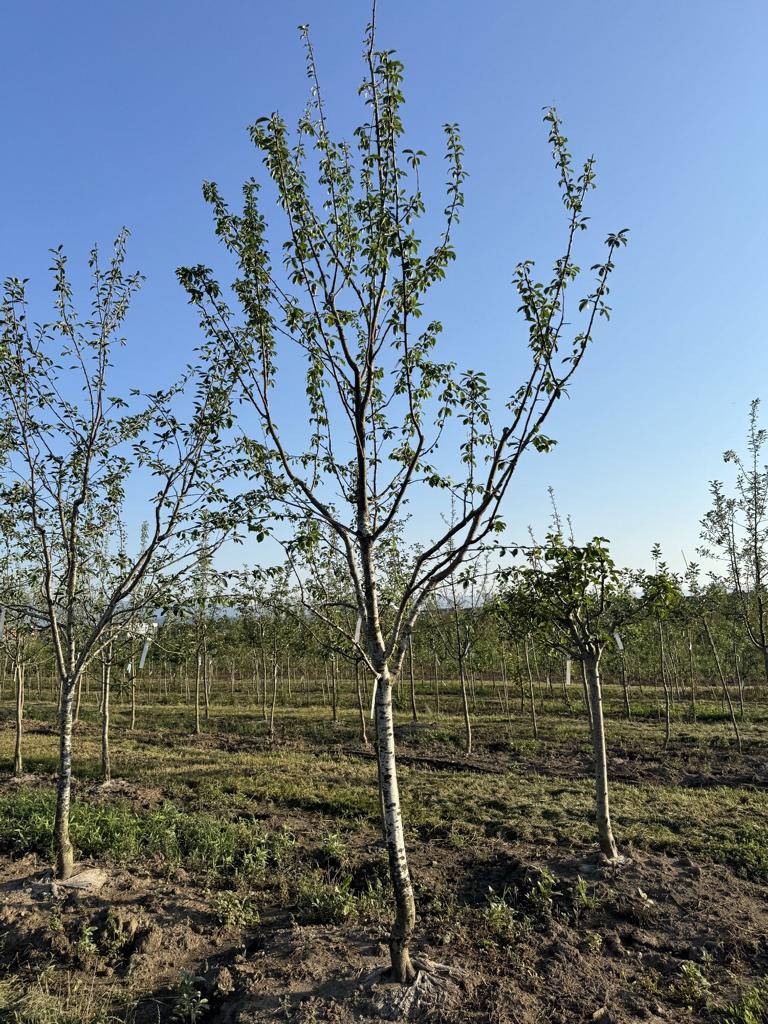 Prunus domestica 'President'