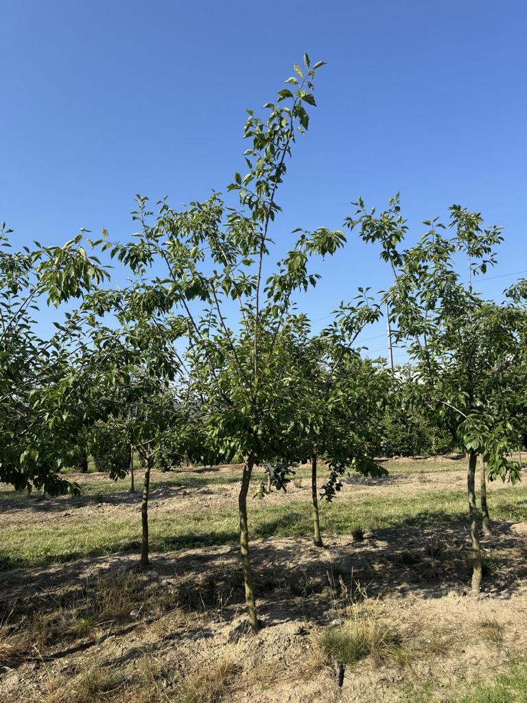 Prunus domestica 'Fellenberg'