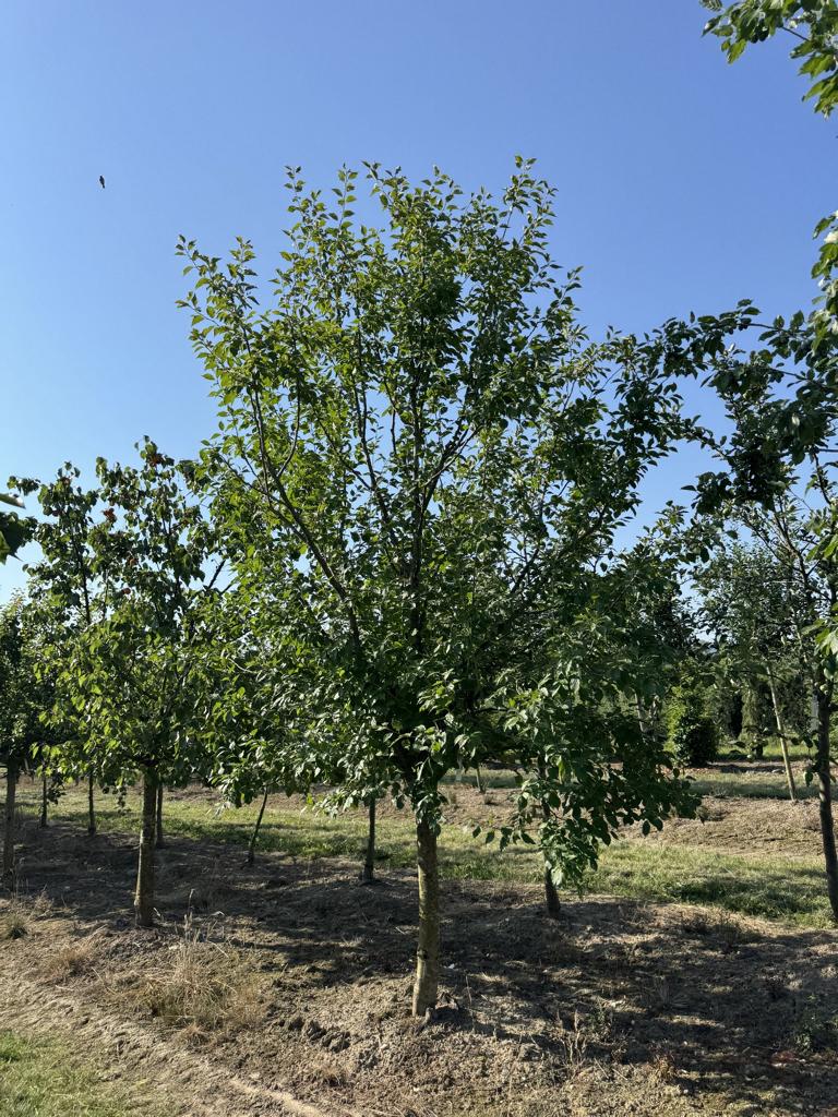 Prunus domestica 'Basler Hauszwetschge'