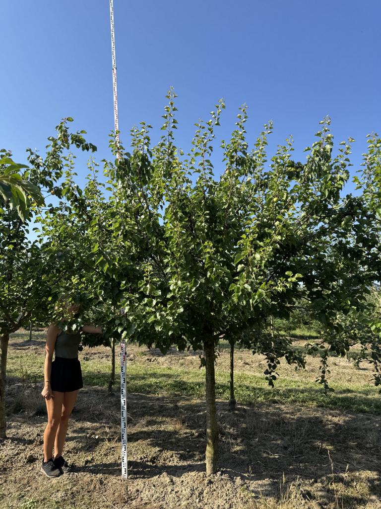 Prunus armeniaca 'Königsaprikose'
