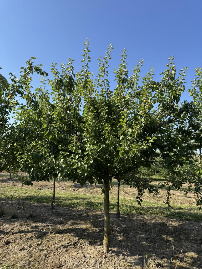 Prunus armeniaca 'Königsaprikose'