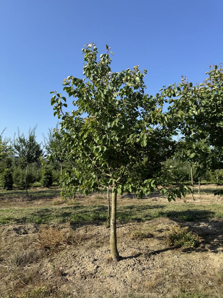 Prunus armeniaca 'Luizet'