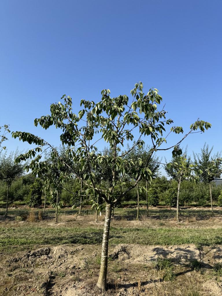 Prunus avium 'Kordia'