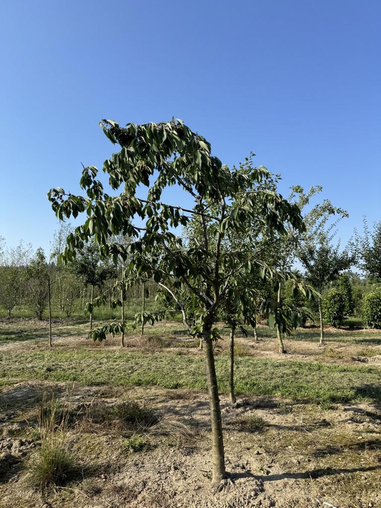 Prunus avium 'Schauenburger'