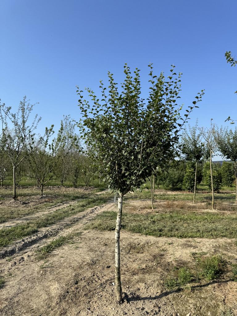 Prunus domestica 'Damassine'