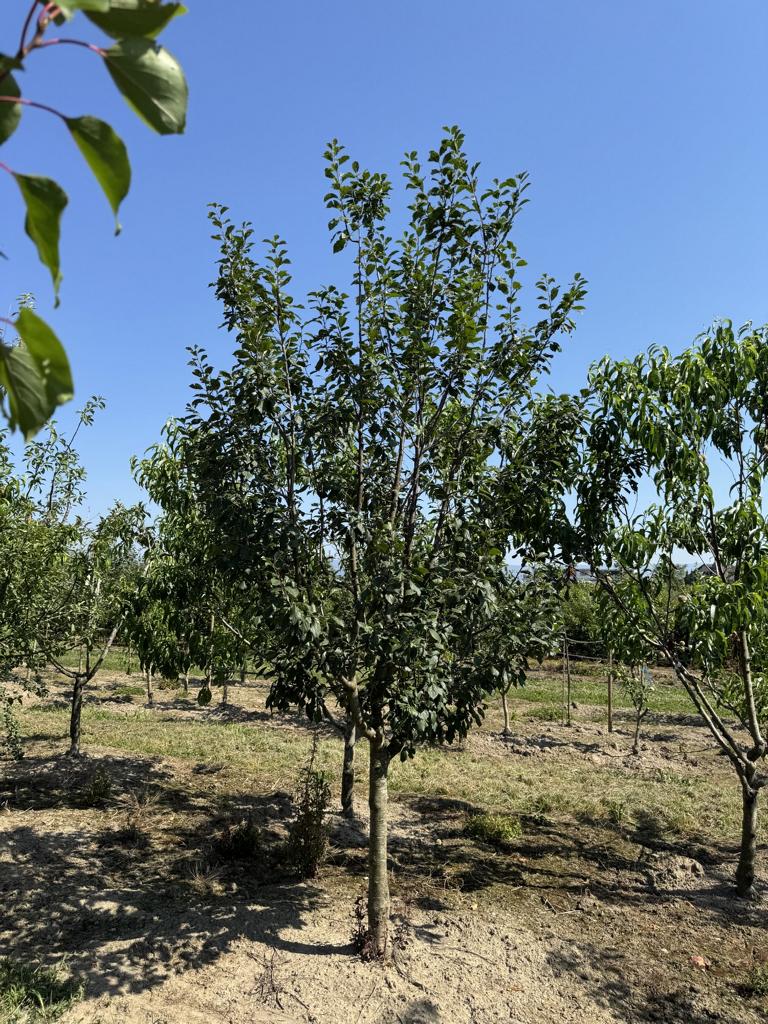 Prunus domestica 'Basler Hauszwetschge'