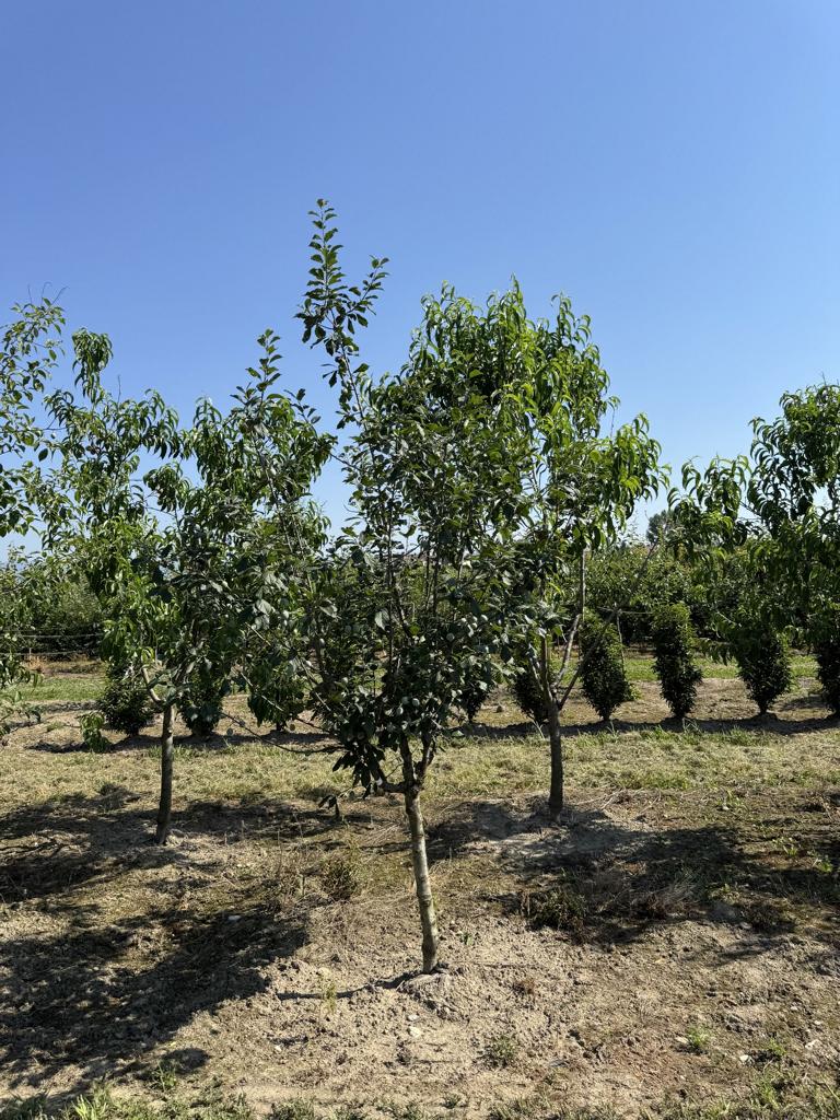 Prunus domestica 'Bühler Frühzwetschge'