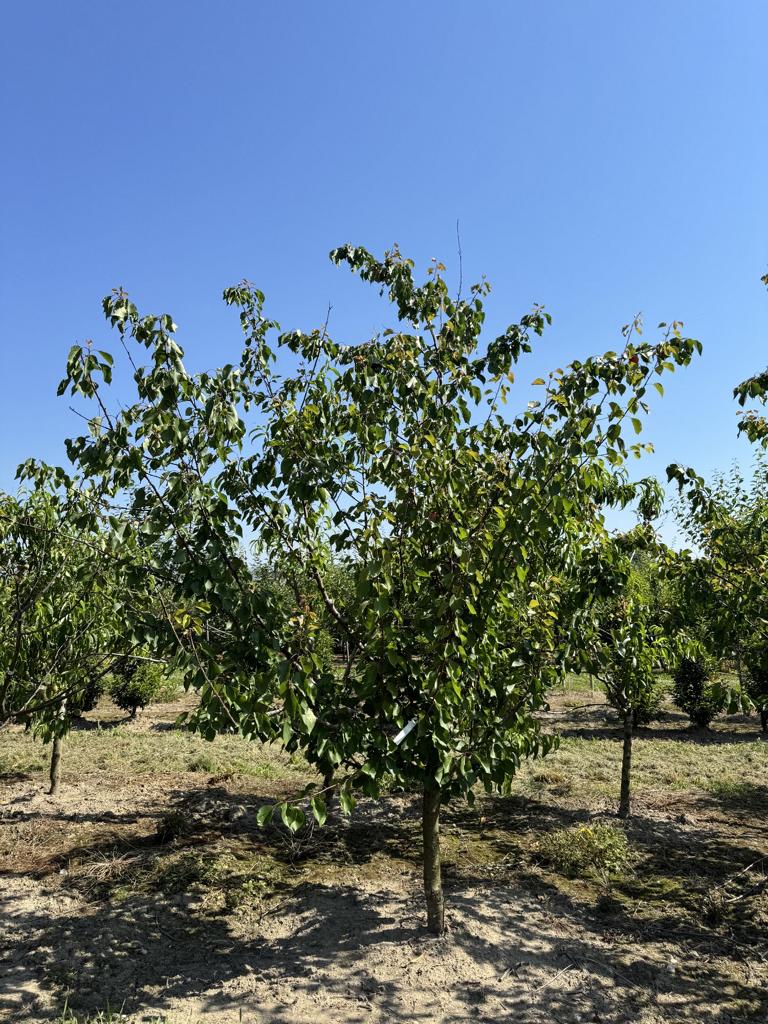 Prunus armeniaca 'Orangered'