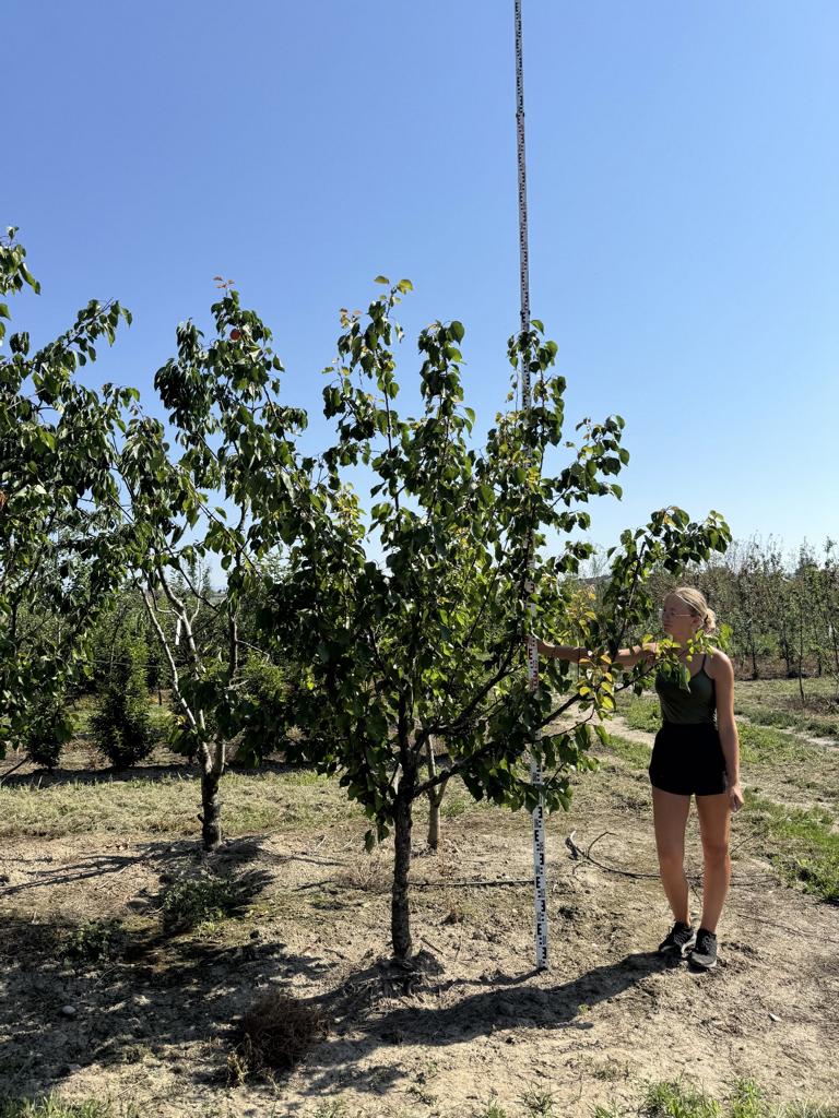 Prunus armeniaca 'Orangered'