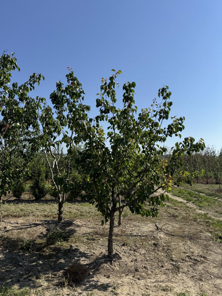 Prunus armeniaca 'Orangered'