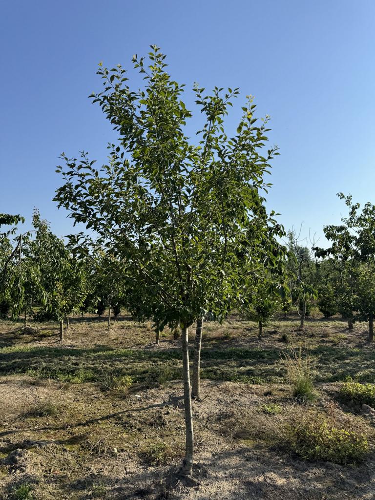 Prunus domestica 'Basler Hauszwetschge'