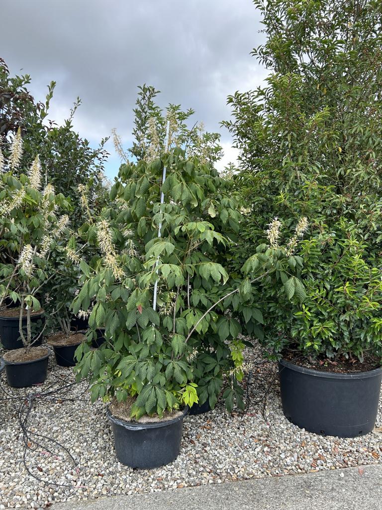 Molinia arundinacea 'Skyracer'