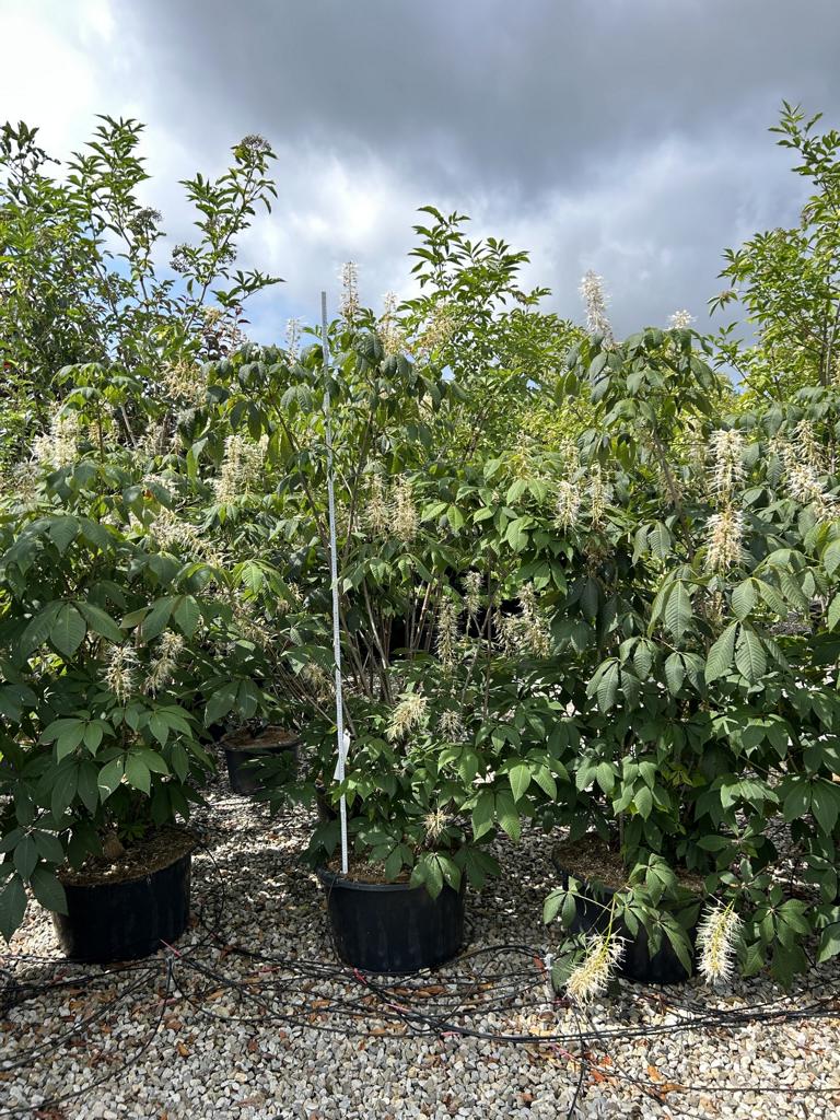 Molinia arundinacea 'Skyracer'