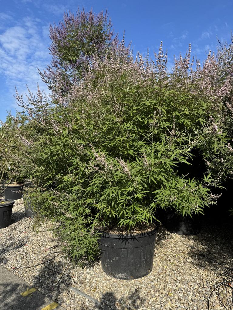 Vitex agnus-castus 'Rosea' Altersform