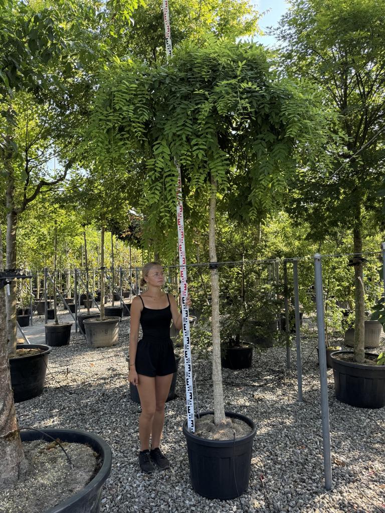 Styphnolobium japonicum 'Pendula'