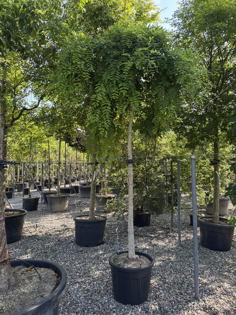 Styphnolobium japonicum 'Pendula'