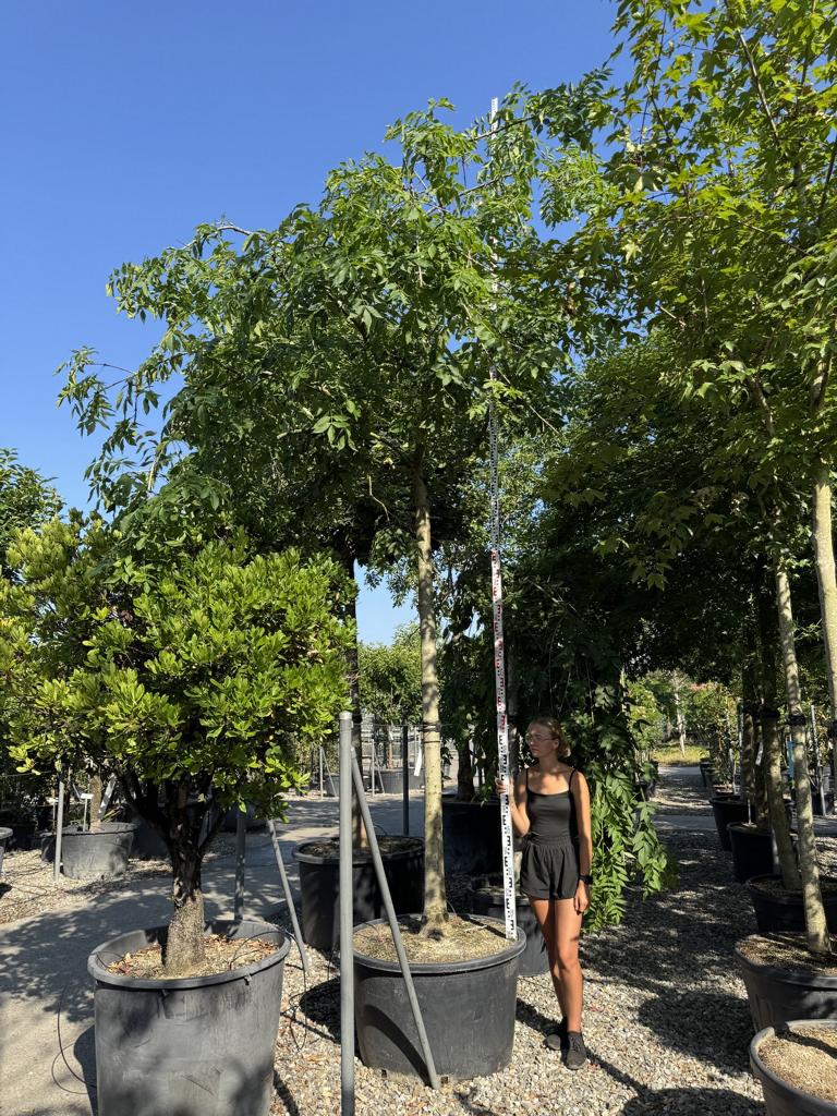 Fraxinus excelsior 'Pendula'