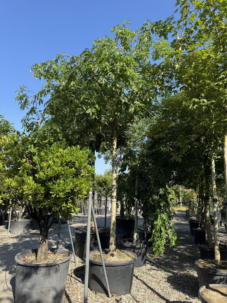 Fraxinus excelsior 'Pendula'