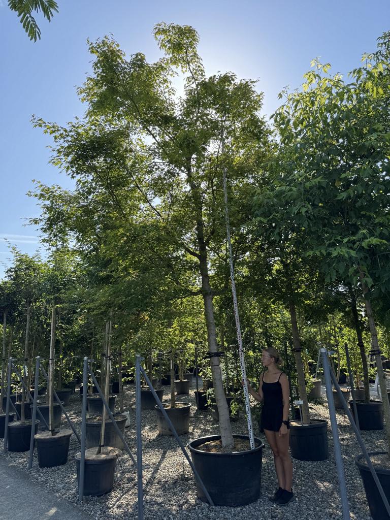 Acer palmatum