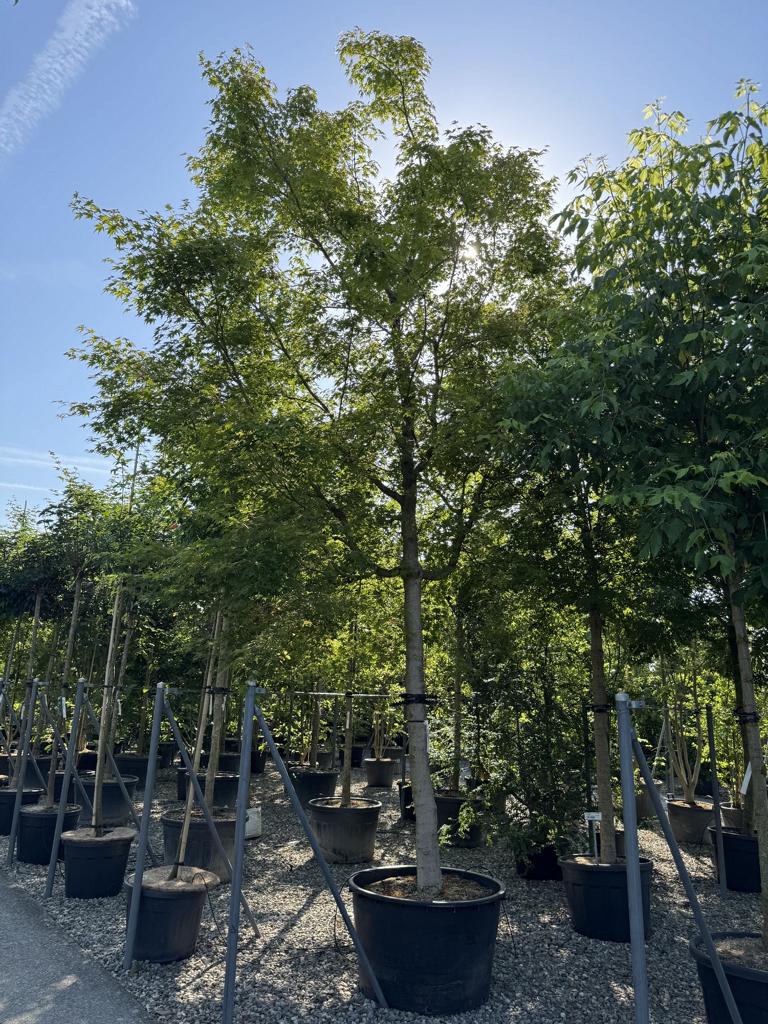 Acer palmatum