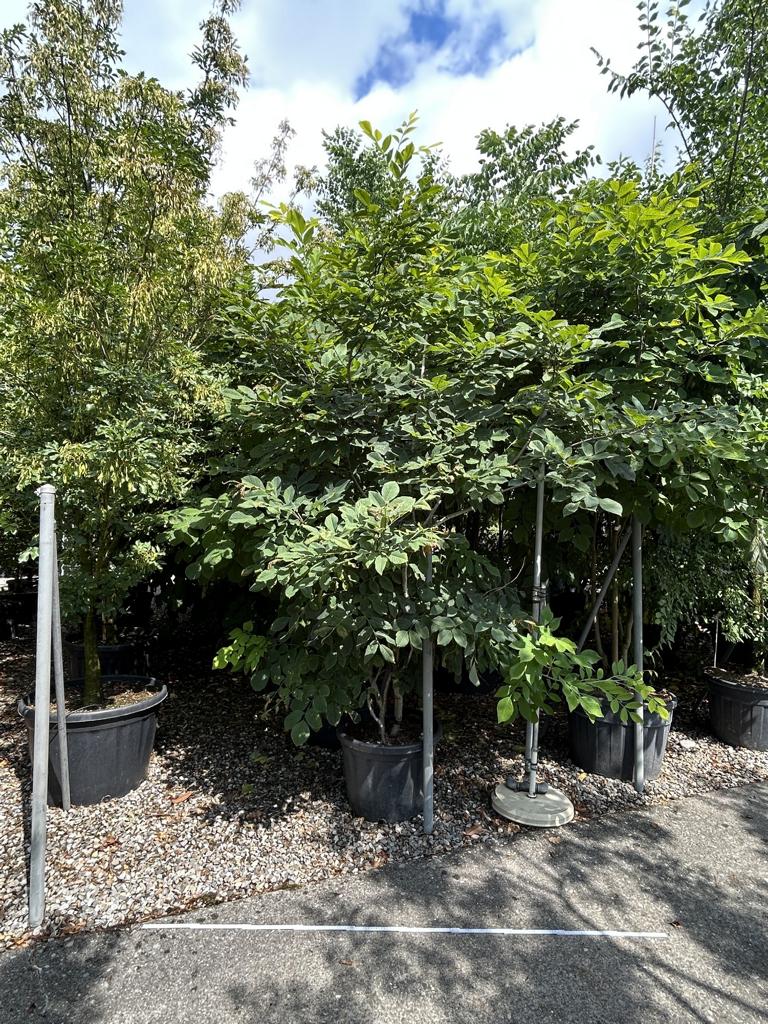 Chionanthus retusus