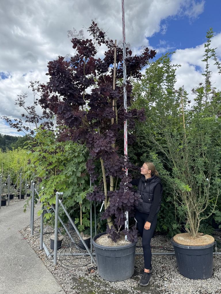 Cotinus coggygria 'Royal Purple'