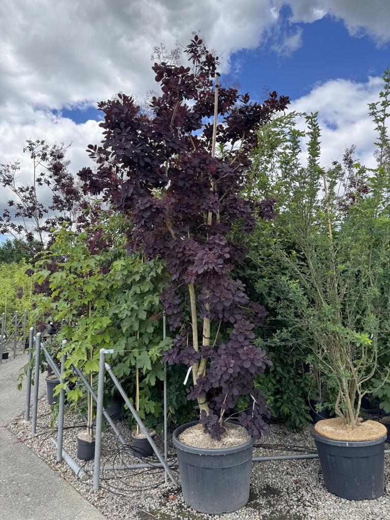 Cotinus coggygria 'Royal Purple'