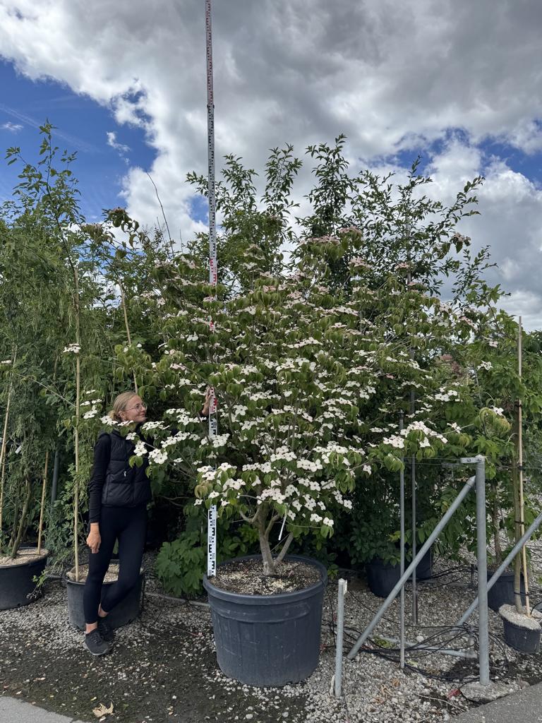 Cornus kousa 'Satomi'