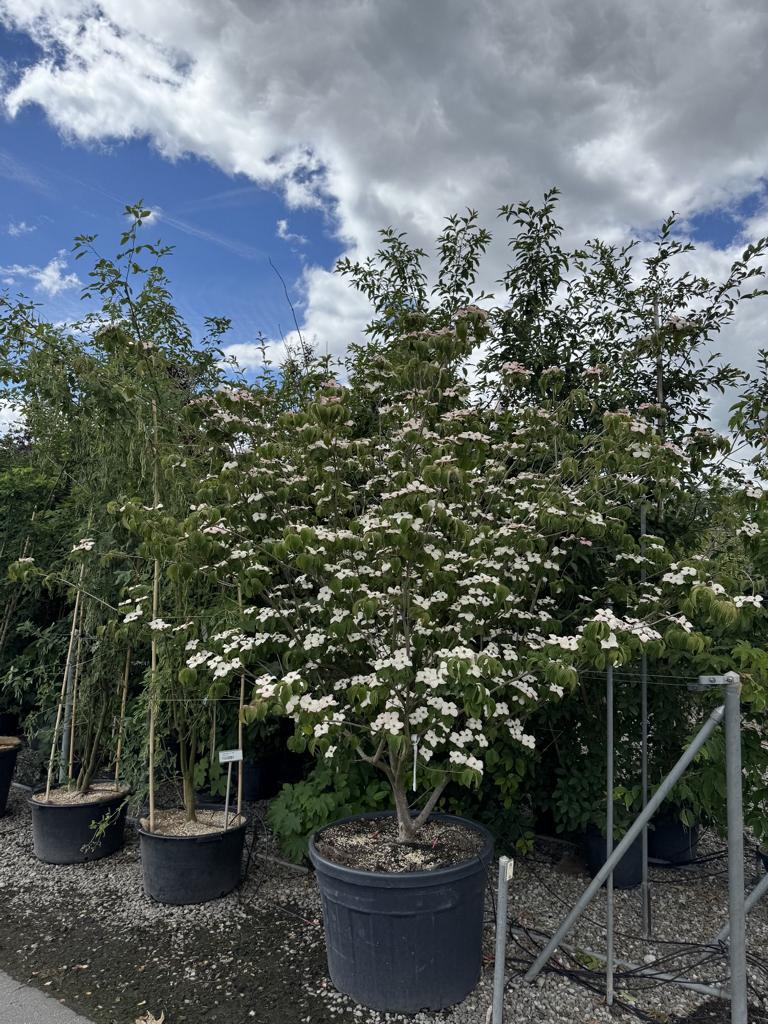 Cornus kousa 'Satomi'