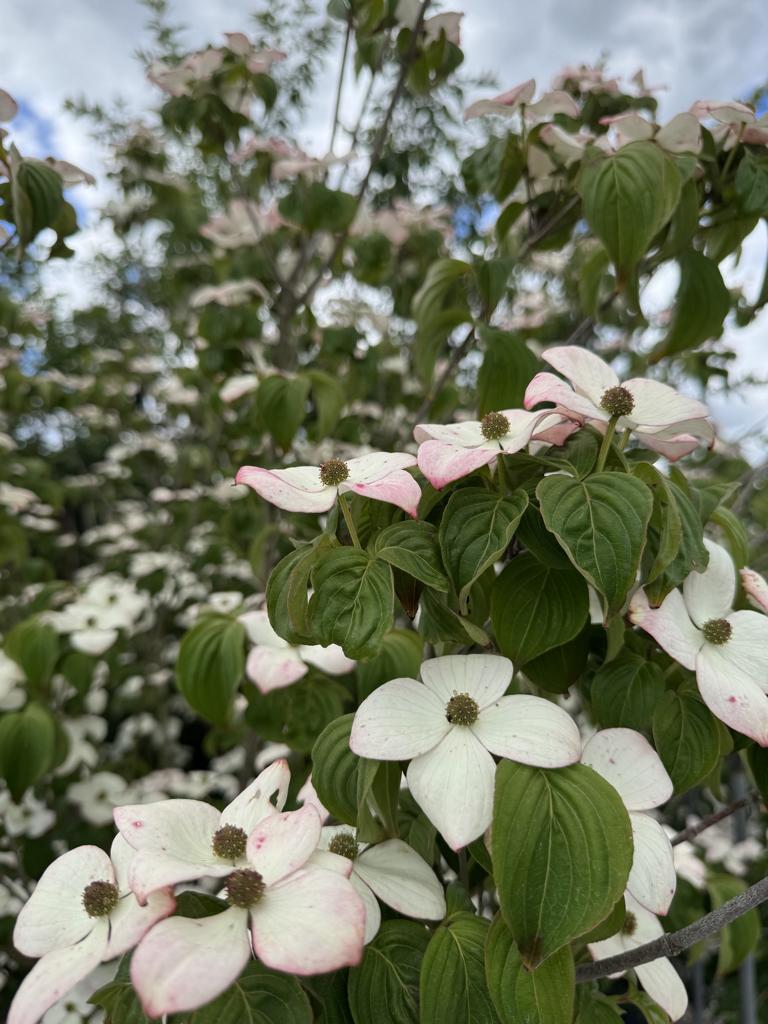 Cornus kousa 'Satomi'