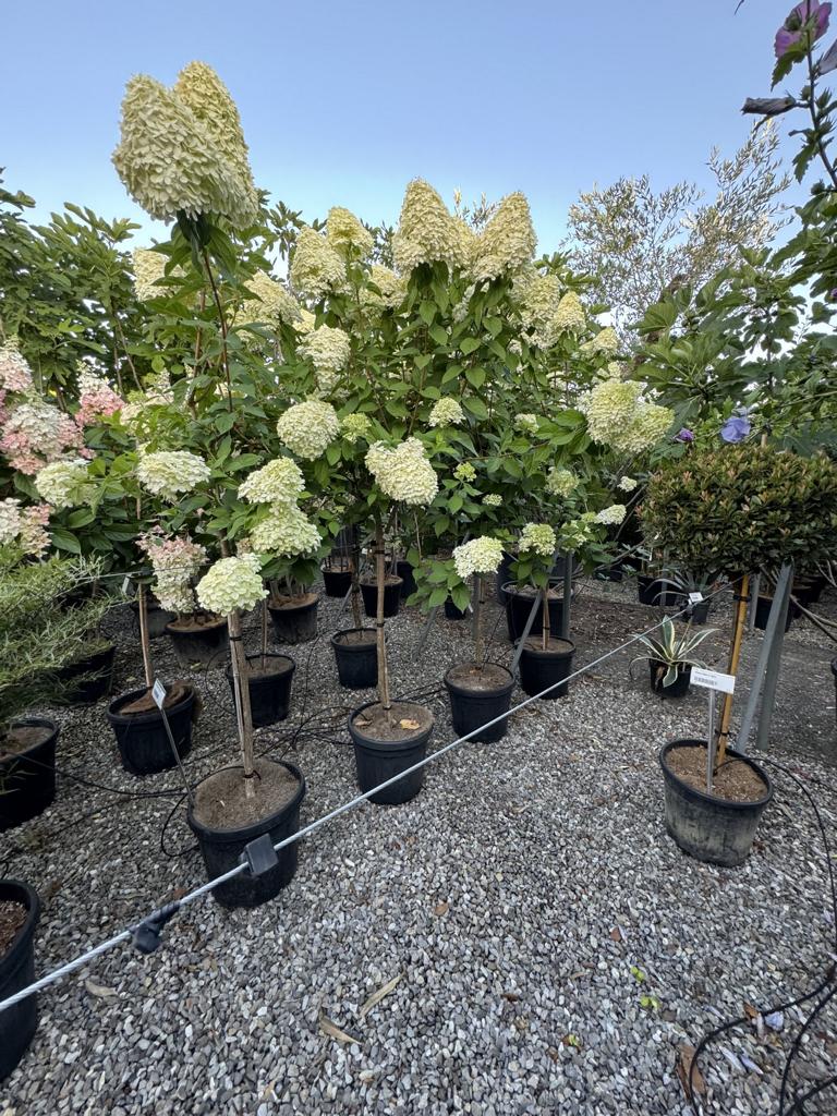 Hydrangea paniculata 'Limelight'