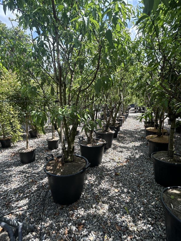 Prunus dulcis 'Lauranne'