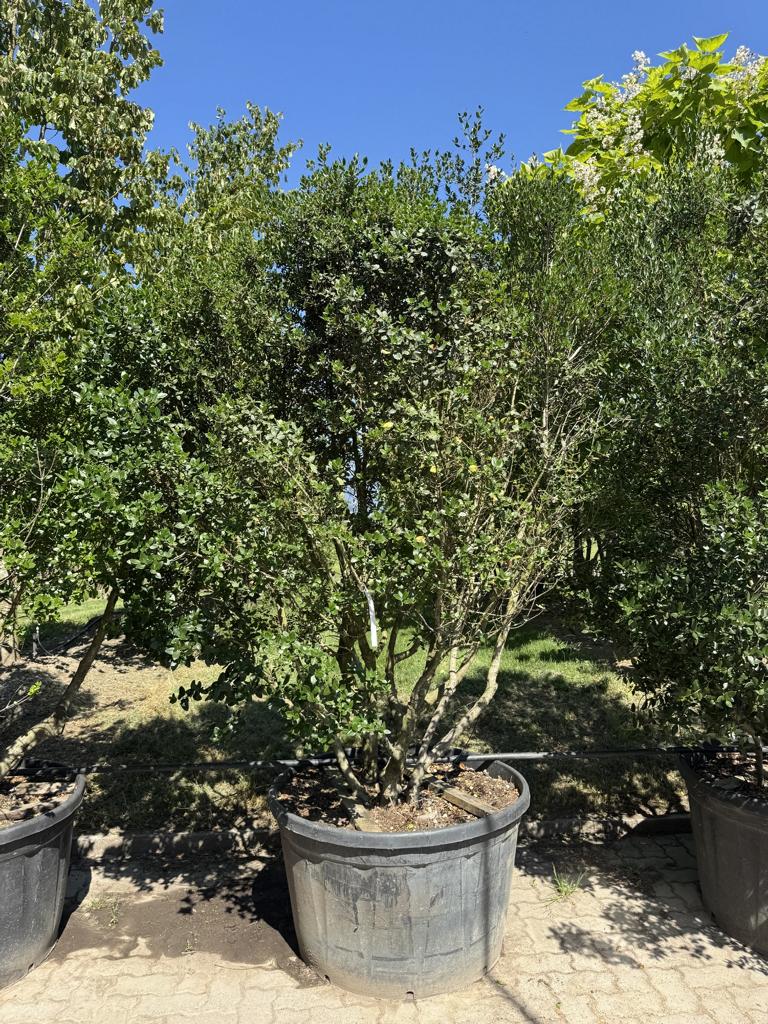 Phillyrea angustifolia