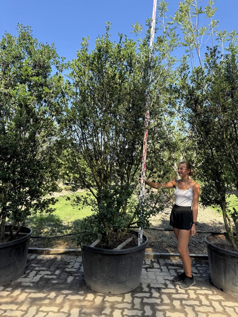 Phillyrea angustifolia