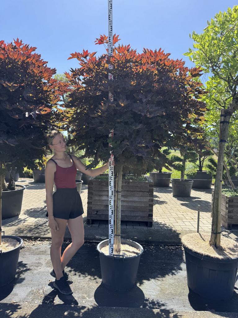 Acer platanoides 'Crimson Sentry'