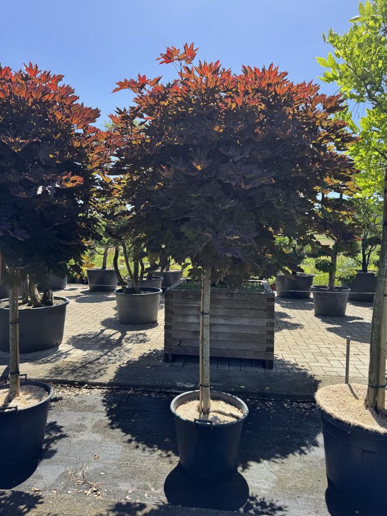 Acer platanoides 'Crimson Sentry'