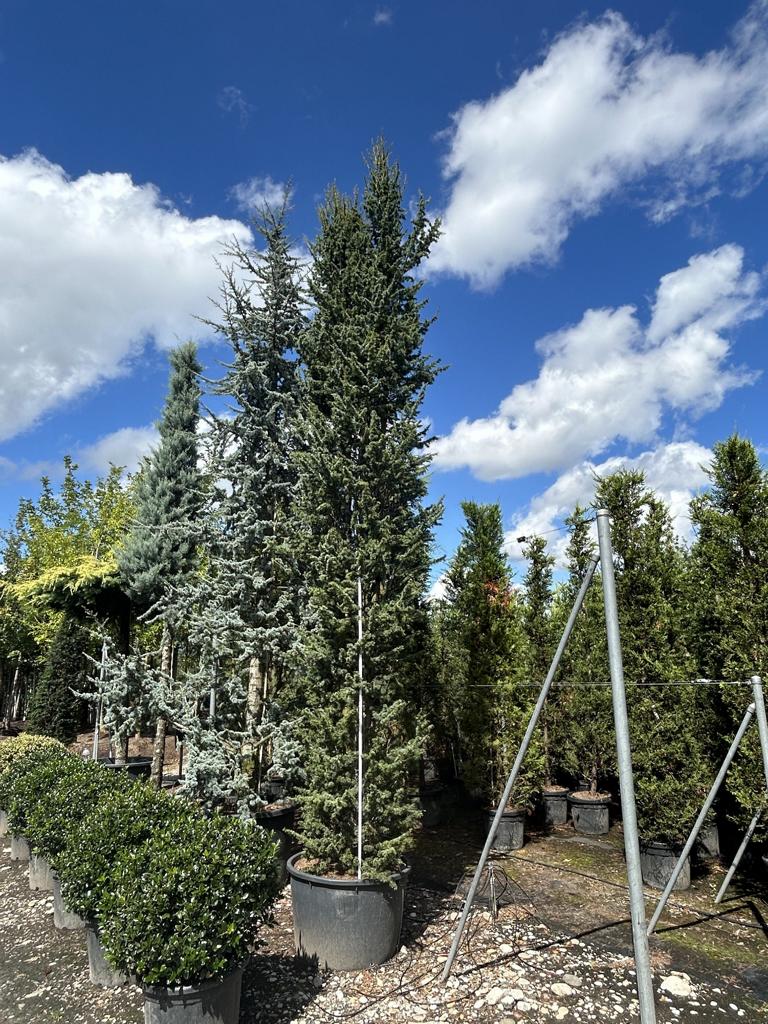 Cedrus libani 'Fastigiata'