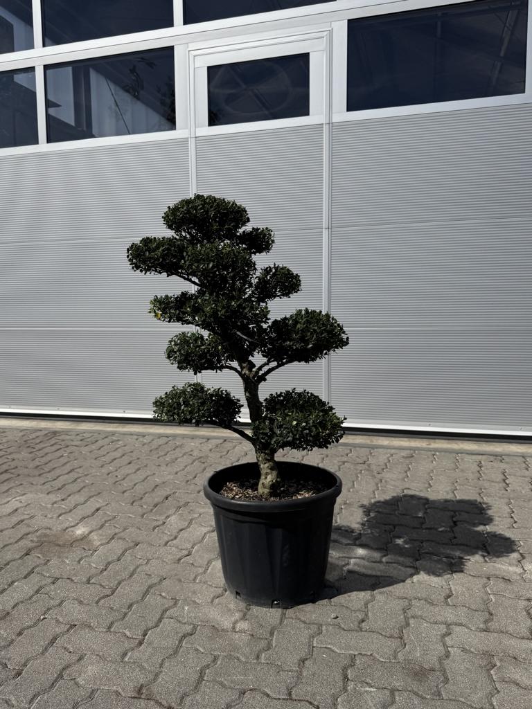 Ilex crenata Bonsai