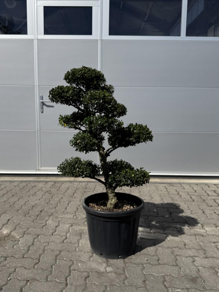 Ilex crenata Bonsai
