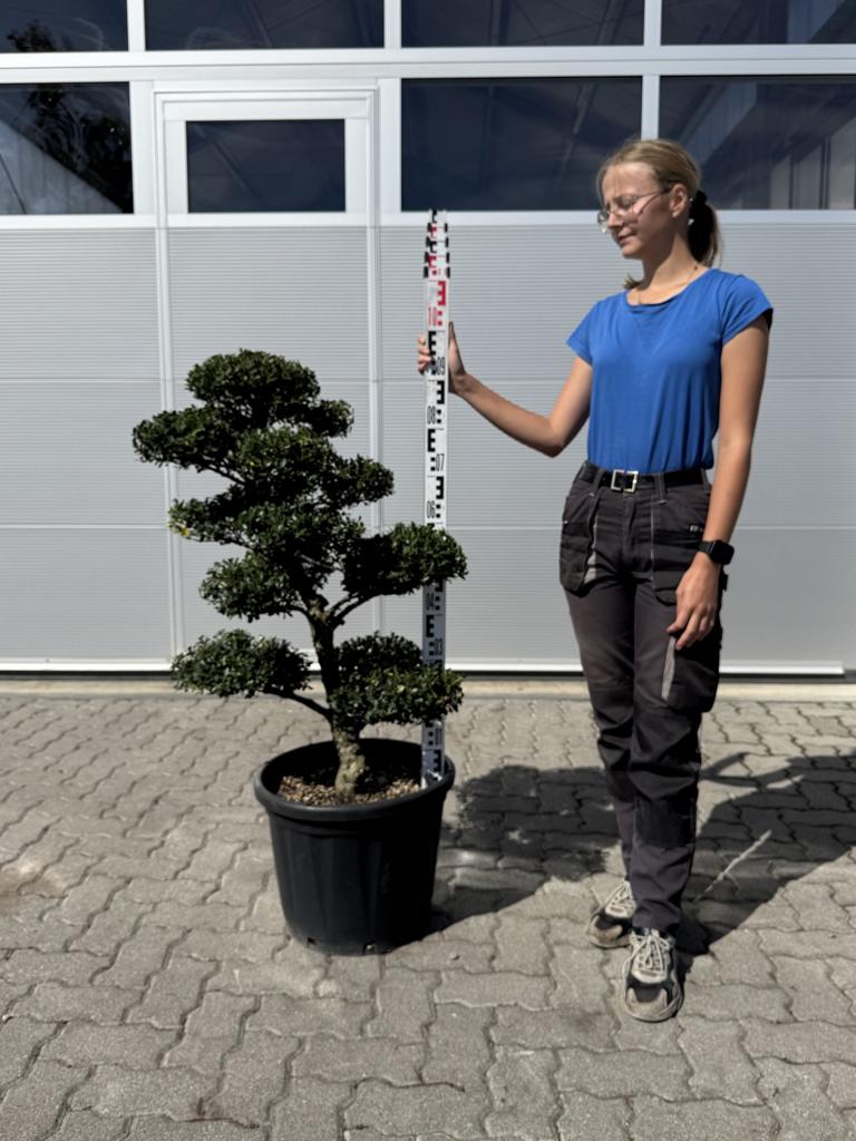 Ilex crenata Bonsai
