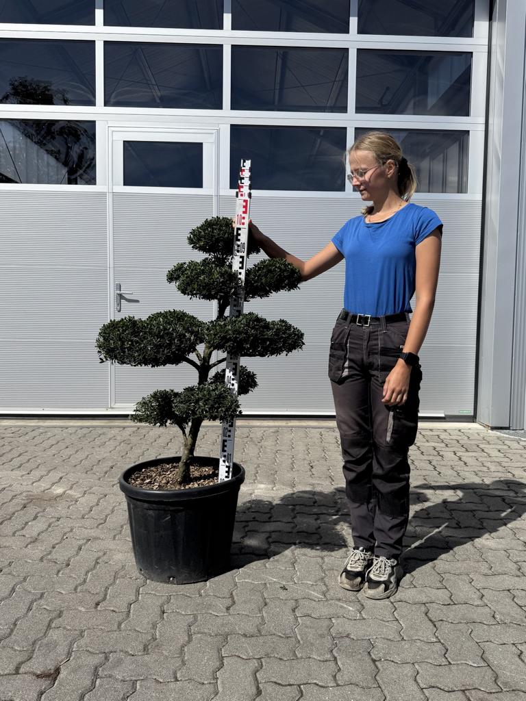 Ilex crenata Bonsai