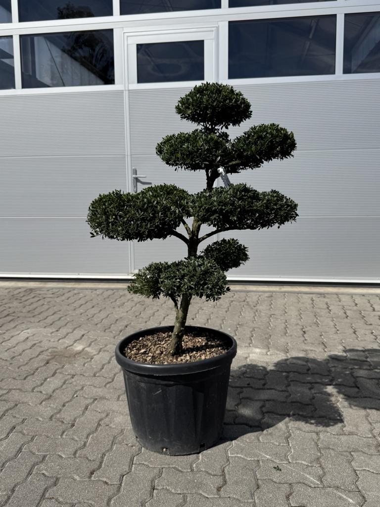 Ilex crenata Bonsai