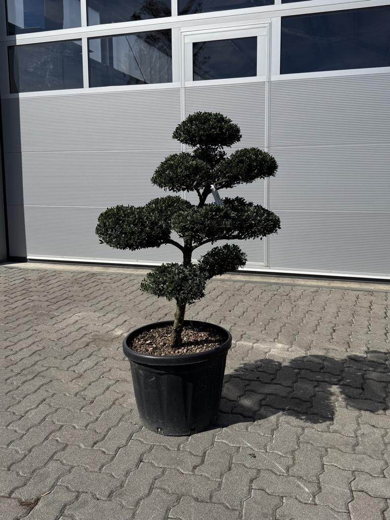 Ilex crenata Bonsai