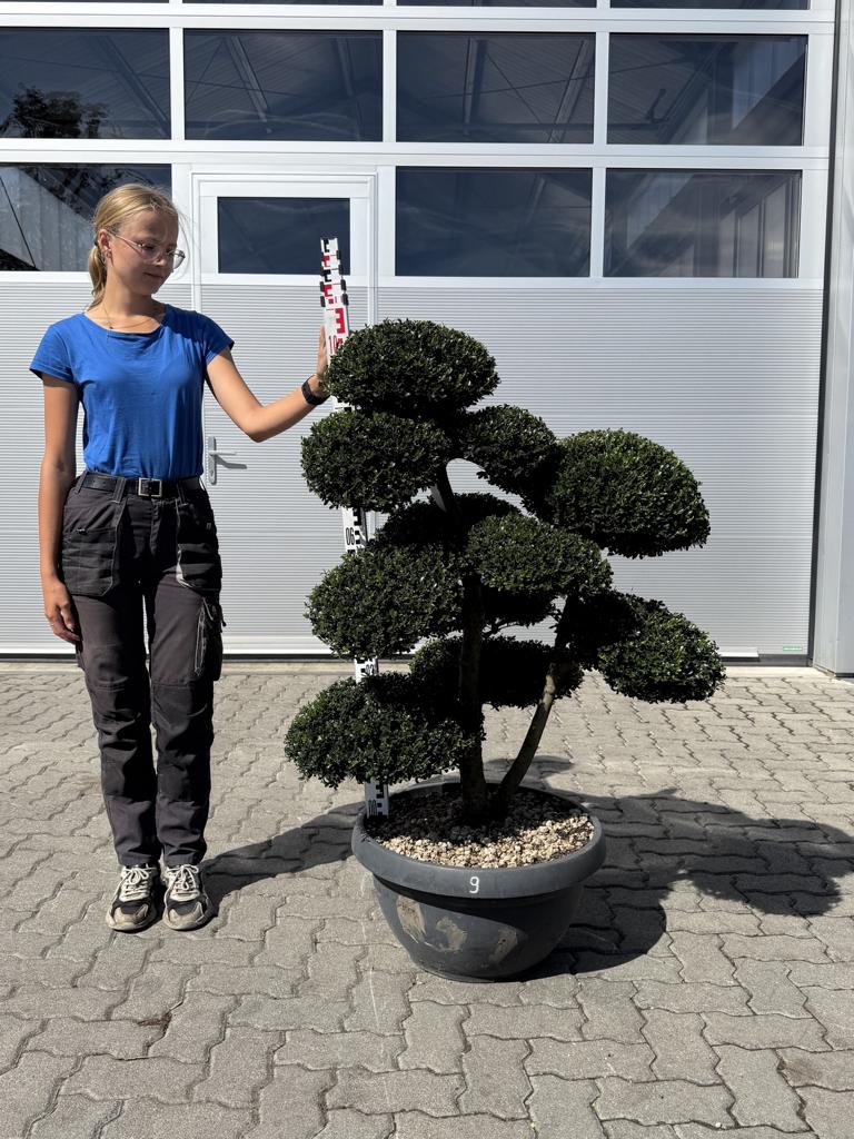 Ilex crenata Bonsai