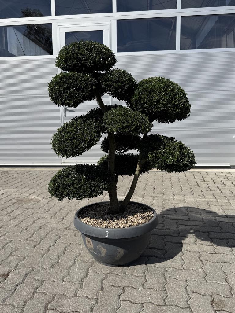 Ilex crenata Bonsai