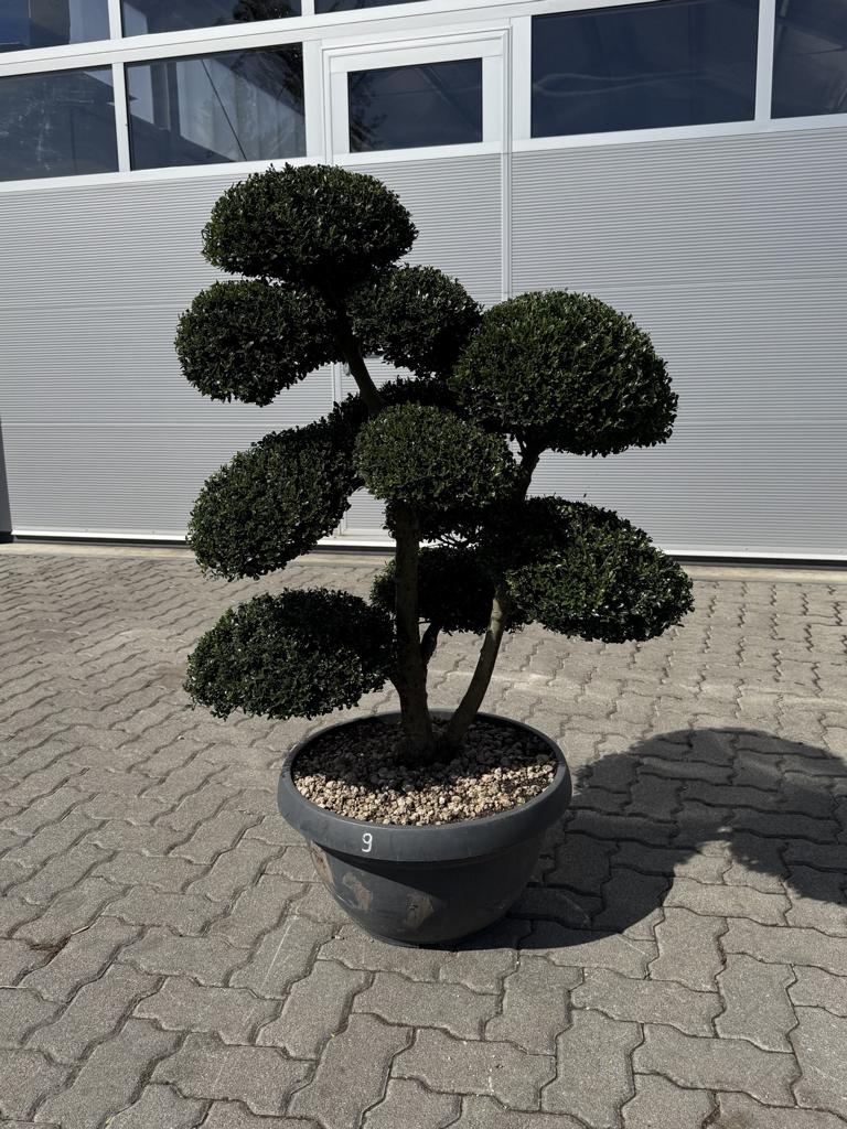 Ilex crenata Bonsai