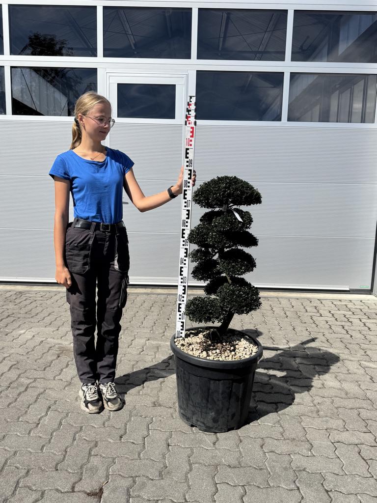 Ilex crenata Bonsai