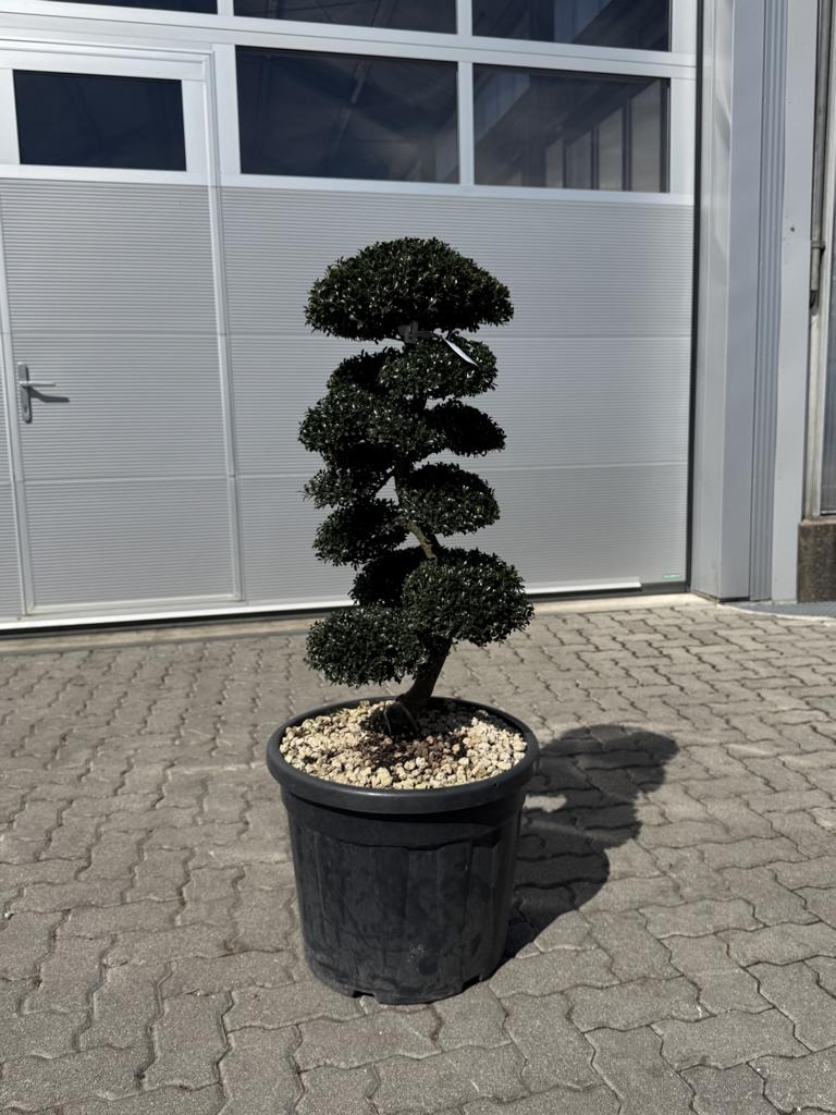 Ilex crenata Bonsai