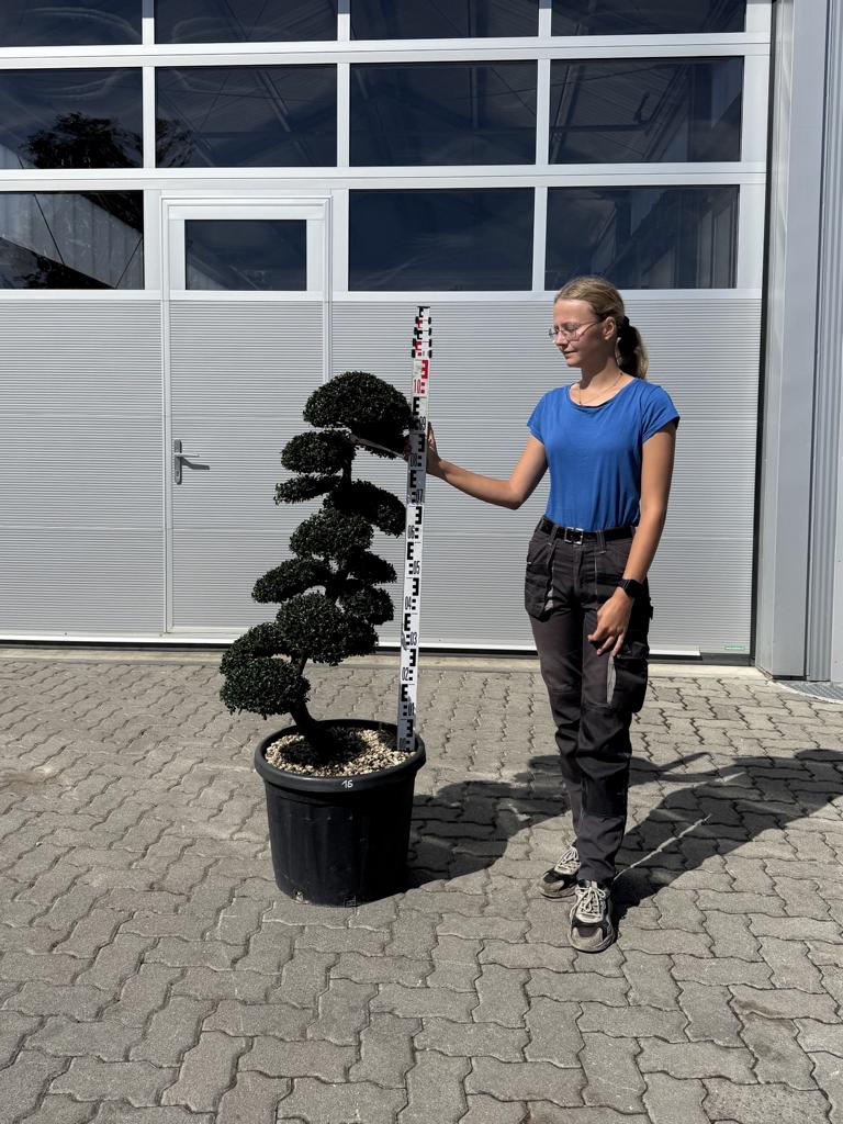 Ilex crenata Bonsai